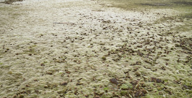 Preventing Flooding  in Belle Vue